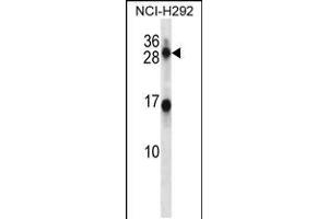 Western blot analysis in NCI-H292 cell line lysates (35ug/lane). (Kallikrein 14 antibody  (N-Term))