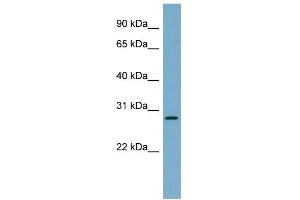 WB Suggested Anti-DNAJB9 Antibody Titration:  0. (DNAJB9 antibody  (N-Term))