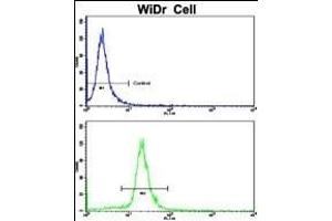 Flow cytometric analysis of WiDr cells using AXL Antibody (bottom histogram) compared to a negative control cell (top histogram). (AXL antibody)