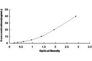 Biliverdin Reductase ELISA Kit