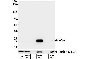 anti-HRas proto-oncogene, GTPase (HRAS) (AA 50-100) antibody