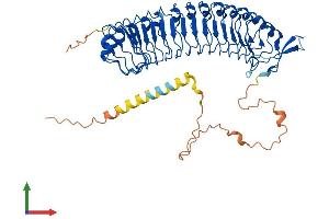 AlphaFold protein structure predicition of Human Recombinant LRRC1 Protein, UniprotID Q9BTT6 (LRRC1 Protein (AA 1-524) (His tag))