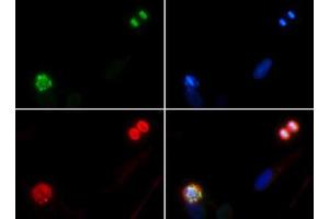 Immunofluorescence of Rabbit Anti-Histone H4 [p Ser1] Antibody. (Histone H4 antibody  (pSer1))