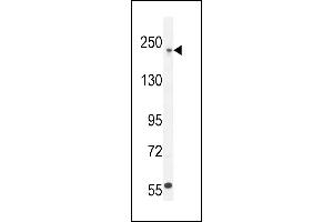 COL5A1 Antibody (N-term) (ABIN654444 and ABIN2844178) western blot analysis in  cell line lysates (35 μg/lane). (COL5A1 antibody  (N-Term))