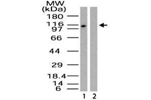 Western blot analysis of Importin-9 in HeLa lysate in the 1) absence and 2) presence of immunizing peptide. (Importin 9 antibody  (AA 950-1000))