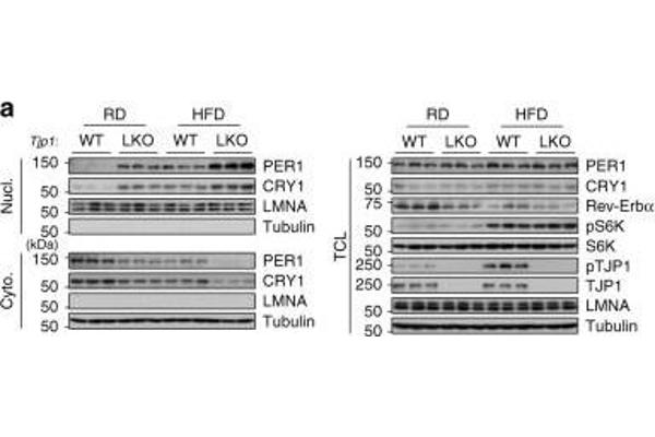 PER1 antibody  (AA 1-200)