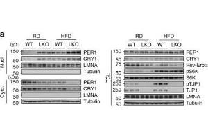 TJP1 deficiency enhances insulin sensitivity. (PER1 antibody  (AA 1-200))