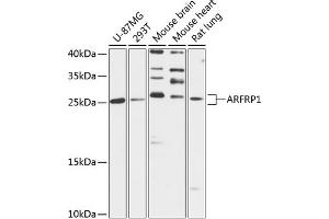 Western blot analysis of extracts of various cell lines, using  antibody  at 1:3000 dilution. (ARFRP1 antibody  (AA 1-201))