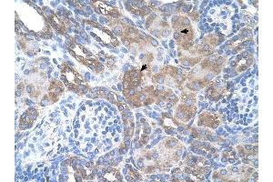 SILV antibody was used for immunohistochemistry at a concentration of 4-8 ug/ml to stain Epithelial cells of renal tubule (arrows) in Human Kidney. (Melanoma gp100 antibody)