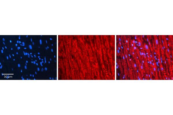 VKORC1 antibody  (N-Term)