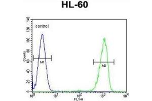 Flow cytometric analysis of HL-60 cells using CD39L3 / ENTPD3 Antibody (C-term) Cat. (ENTPD3 antibody  (C-Term))