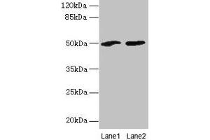 Western blot All lanes: SPZ1 antibody at 4 μg/mL Lane 1: Mouse gonadal tissue Lane 2: NIH/3T3 whole cell lysate Secondary Goat polyclonal to rabbit IgG at 1/10000 dilution Predicted band size: 50 kDa Observed band size: 50 kDa (SPZ1 antibody  (AA 181-430))
