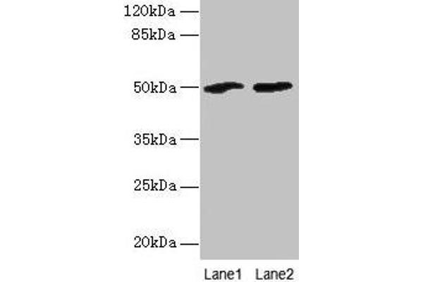 SPZ1 抗体  (AA 181-430)