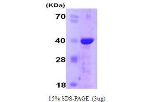 SDS-PAGE (SDS) image for Peptidylprolyl Isomerase E (Cyclophilin E) (PPIE) (AA 1-301) protein (His tag) (ABIN667726)