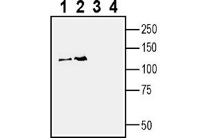 Western blot analysis of rat brain lysate (lanes 1 and 3) and mouse brain lysate (lanes 2 and 4):1-2.