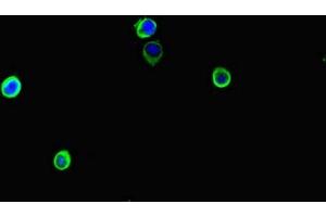 Immunofluorescent analysis of Hela cells using ABIN7169007 at dilution of 1:100 and Alexa Fluor 488-congugated AffiniPure Goat Anti-Rabbit IgG(H+L) (ARAF antibody  (AA 160-310))