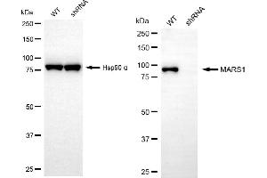 Western blotting analysis using MARS1 antibody (ABIN7799382). (Recombinant Methionine--tRNA Ligase, Cytoplasmic antibody)
