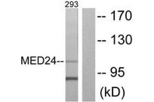 Western blot analysis of extracts from 293 cells, using MED24 Antibody. (MED24 antibody  (AA 801-850))
