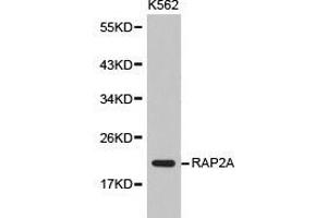 Western Blotting (WB) image for anti-RAP2A, Member of RAS Oncogene Family (RAP2A) antibody (ABIN1874550) (RAP2A antibody)