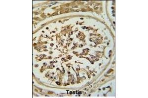 Formalin-fixed and paraffin-embedded human testis tissue reacted with OPLAH Antibody (N-term), which was peroxidase-conjugated to the secondary antibody, followed by DAB staining. (OPLAH antibody  (N-Term))