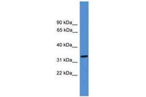 Image no. 1 for anti-LUC7-Like (LUC7L) (AA 131-180) antibody (ABIN6745475) (LUC7L antibody  (AA 131-180))