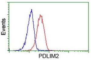 Image no. 6 for anti-PDZ and LIM Domain 2 (PDLIM2) antibody (ABIN1500125) (PDLIM2 antibody)