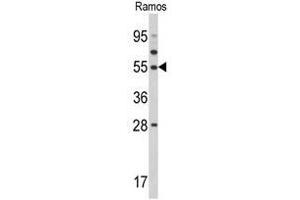 Western blot analysis of TUFM Antibody (N-term) in Ramos cell line lysates (35ug/lane). (TUFM antibody  (N-Term))