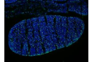 Immunofluorescence (IF) image for anti-Bromodeoxyuridine (BrdU) antibody (ABIN1607682)