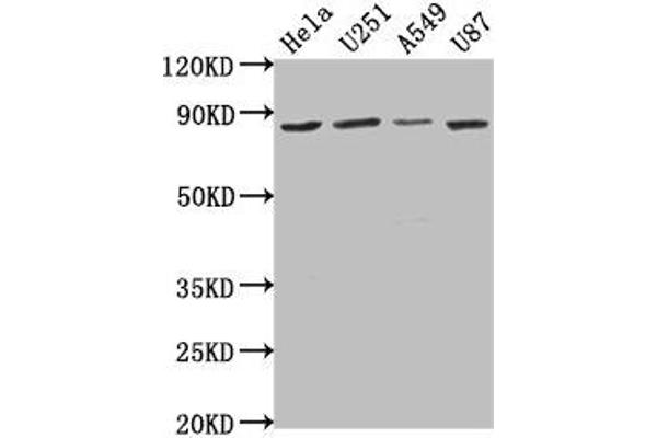 VPS51 antibody  (AA 595-673)