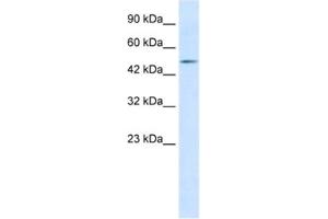 Western Blotting (WB) image for anti-LIM Homeobox 9 (LHX9) antibody (ABIN2461254) (LHX9 antibody)