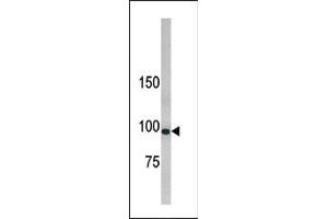 Western blot analysis of anti-hLLGL1 Pab (ABIN388988 and ABIN2839222) in 293 cell line lysate. (LLGL1 antibody  (N-Term))