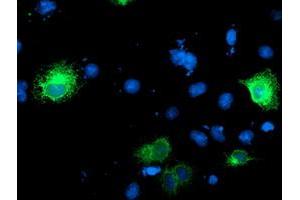 Anti-RPN1 mouse monoclonal antibody (ABIN2455101) immunofluorescent staining of COS7 cells transiently transfected by pCMV6-ENTRY RPN1 (RC201554). (RPN1 antibody)