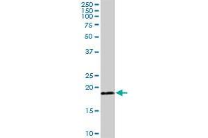 TIMM22 MaxPab polyclonal antibody. (TIMM22 antibody  (AA 1-194))