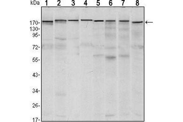 SETDB1 antibody