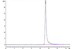 The purity of Canine PKA is greater than 95 % as determined by SEC-HPLC. (PKA Protein (AA 2-350) (His tag))