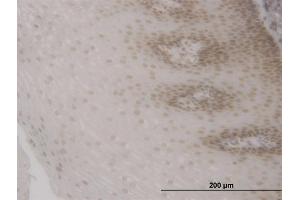 Immunoperoxidase of monoclonal antibody to FOXO3A on formalin-fixed paraffin-embedded human esophagus. (FOXO3 antibody  (AA 361-460))