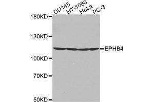 Western blot analysis of extracts of various cell lines, using EPHB4 antibody. (EPH Receptor B4 antibody  (AA 300-540))