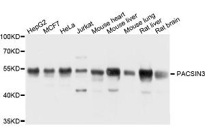 Western blot analysis of extract of various cells, using PACSIN3 antibody. (PACSIN3 antibody)