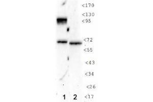 Image no. 1 for anti-Hypoxia Inducible Factor 1, alpha Subunit (Basic Helix-Loop-Helix Transcription Factor) (HIF1A) (AA 432-528) antibody (ABIN363216) (HIF1A antibody  (AA 432-528))