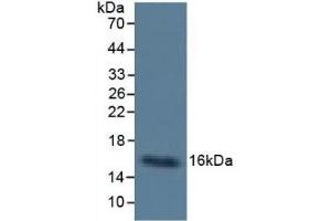 Mouse Capture antibody from the kit in WB with Positive Control: Sample Human Urine. (CST3 ELISA Kit)