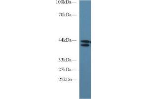 Detection of IDO in Human 293T cell lysate using Monoclonal Antibody to Indoleamine-2,3-Dioxygenase (IDO) (IDO antibody  (AA 2-403))