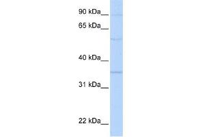 WB Suggested Anti-PHB2 Antibody Titration:  0. (Prohibitin 2 antibody  (N-Term))