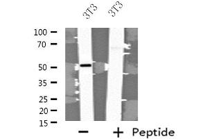 Western blot analysis of extracts from 3T3 cells, using FBLN5 antibody. (Fibulin 5 antibody  (C-Term))
