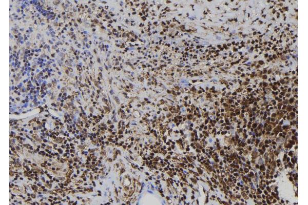 CD164L2 antibody