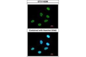 RPRD1A antibody  (AA 103-312)