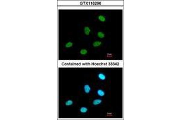 RPRD1A antibody  (AA 103-312)