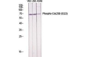 Western Blot (WB) analysis of specific cells using Phospho-Cdc25B (S323) Polyclonal Antibody. (CDC25B antibody  (pSer323))