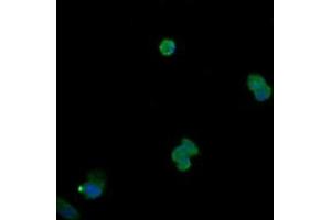 Image no. 2 for anti-Mitogen-Activated Protein Kinase 13 (MAPK13) antibody (ABIN1499957) (MAPK13 antibody)