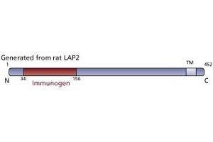 Image no. 3 for anti-Thymopoietin (TMPO) (AA 34-156) antibody (ABIN968307) (Thymopoietin antibody  (AA 34-156))
