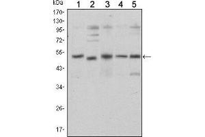 SMAD5 antibody